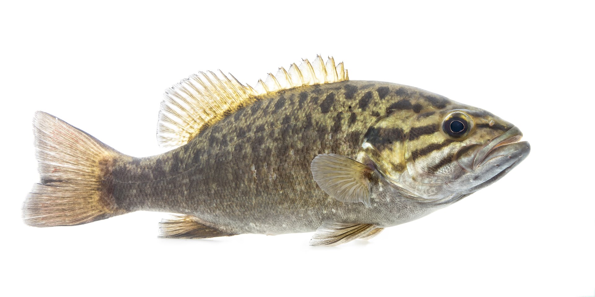 A smallmouth bass in profile